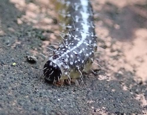 Nyctobrya muralis